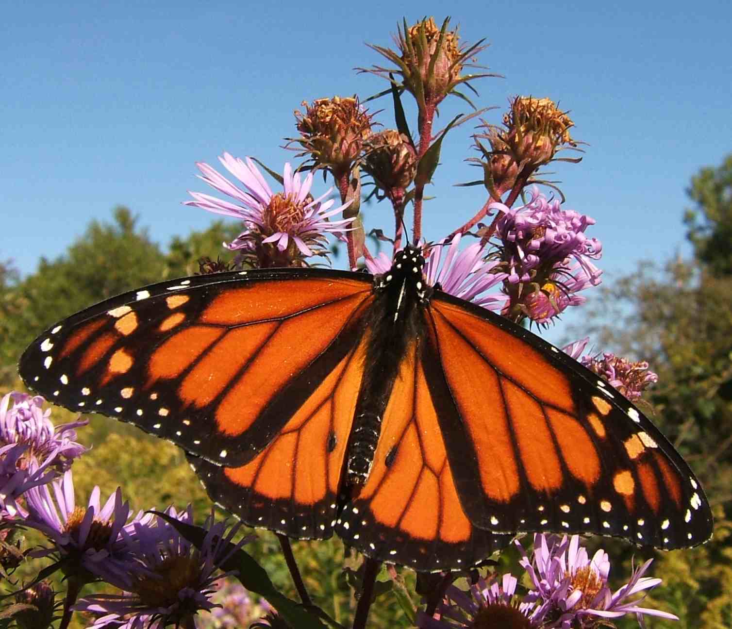 Danaus plexippus Danaus plexippus